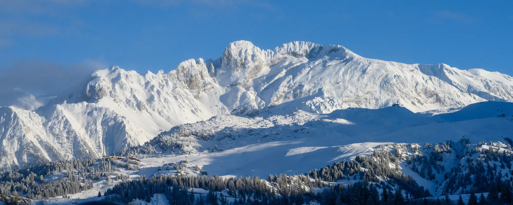 La tania