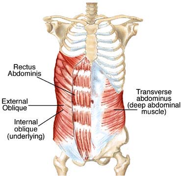 The anterior core muscled that help create flexion during skiing and other activities