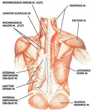 The posterior core muscles that help control flexion and exension